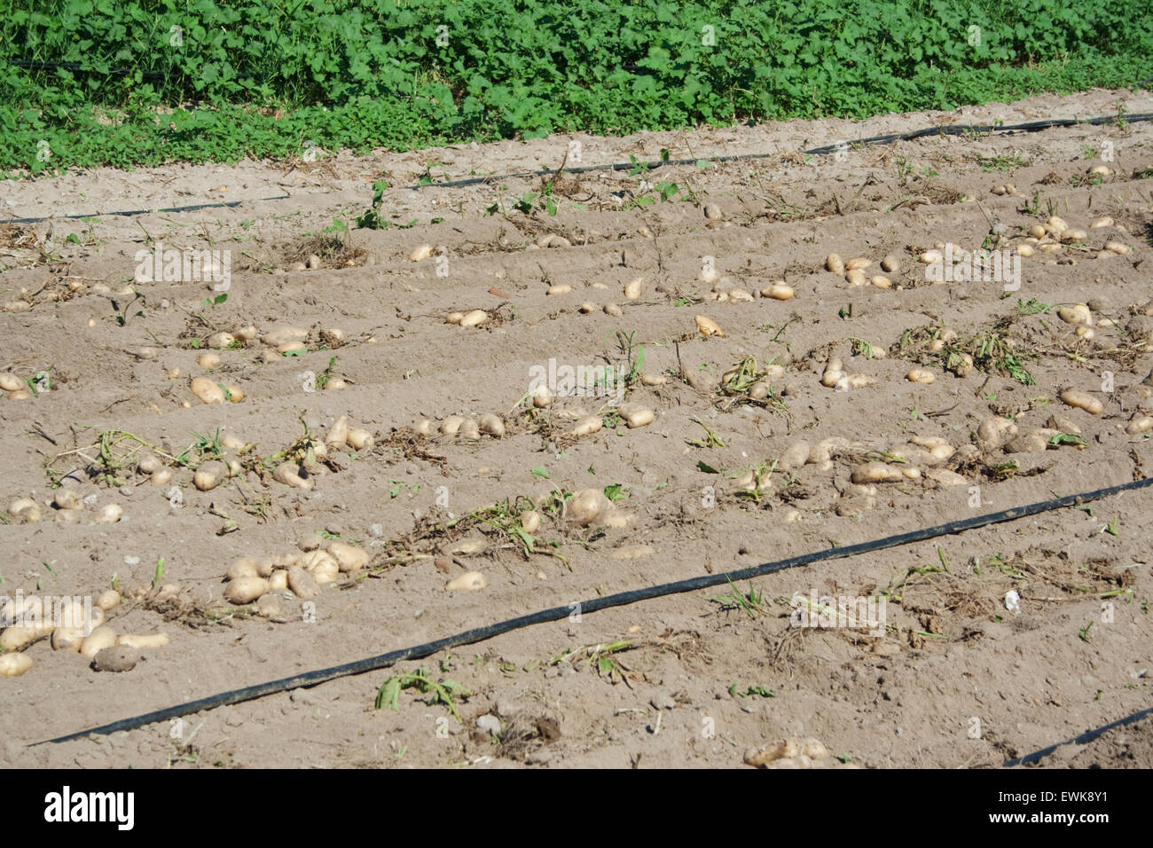 Greek fresh biologic potatoes with skins laying on the soil of a farmer's wineyard. Lemnos or Limnos island, Greece. Stock Photo