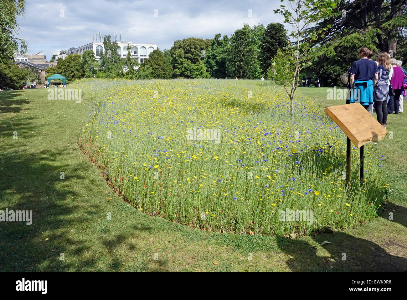 Flanders fields of wild herbs in Royal Botanic Garden outside glasshouses in Edinburgh Scotland Stock Photo