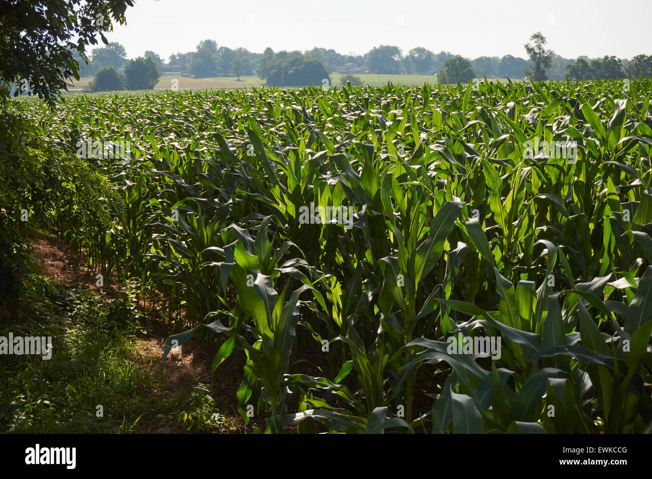Cornfield in summer, Churchtown, Lancaster County, Pennsylvania, USA Stock Photo