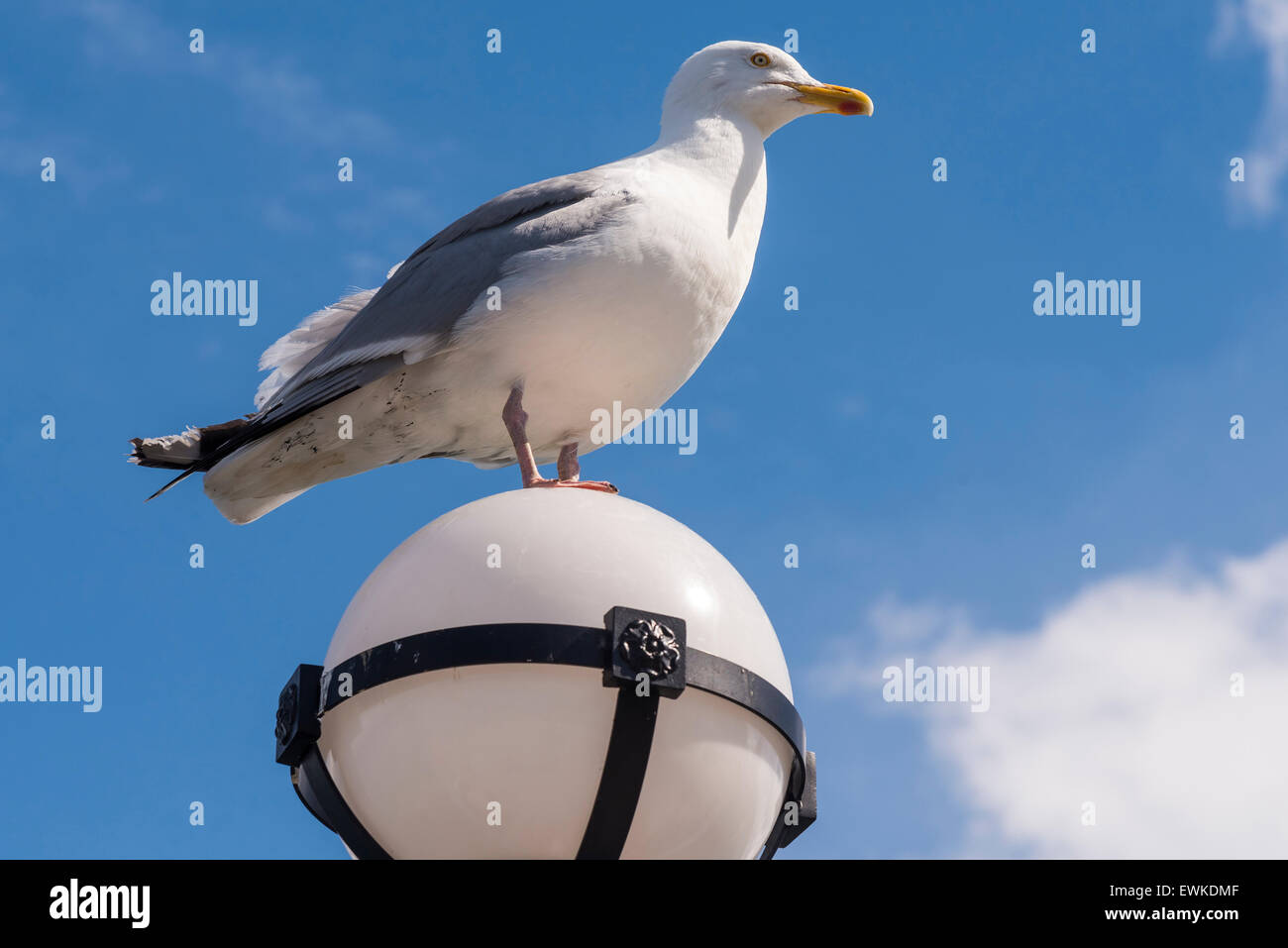 Lone seagull bird standing on a pier light at Llandudno Clwyd North Wales. Stock Photo