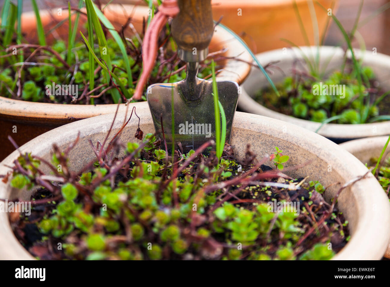 Garden trowel in plant pot Stock Photo Alamy