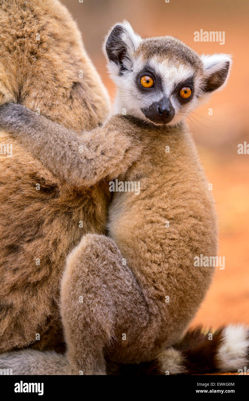 A portrait of a ringtailed lemur baby, Berenty Reserve, Madagascar. Stock Photo