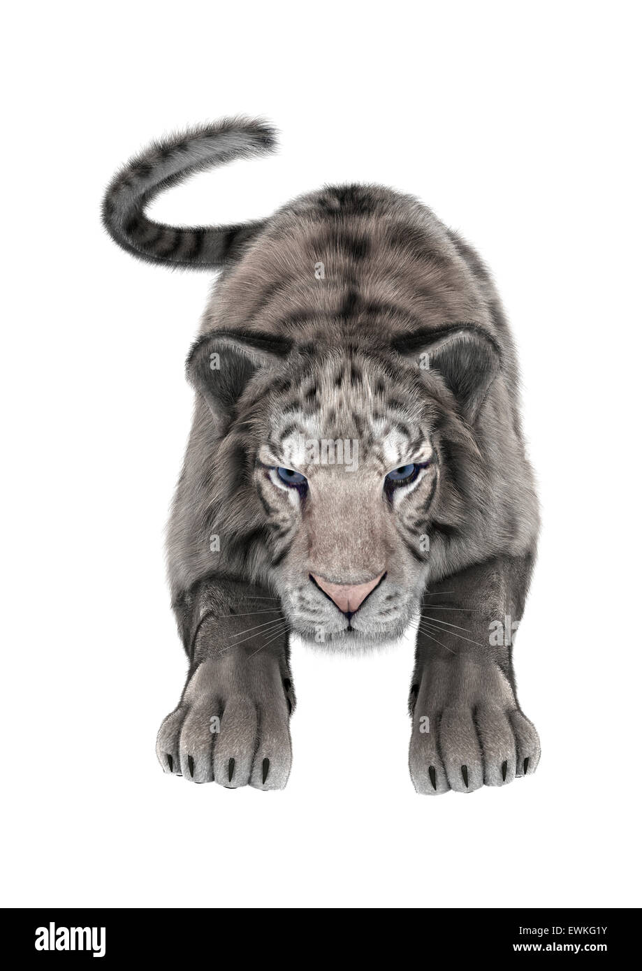 3D digital render of a white tiger hunting isolated on white background  Stock Photo - Alamy