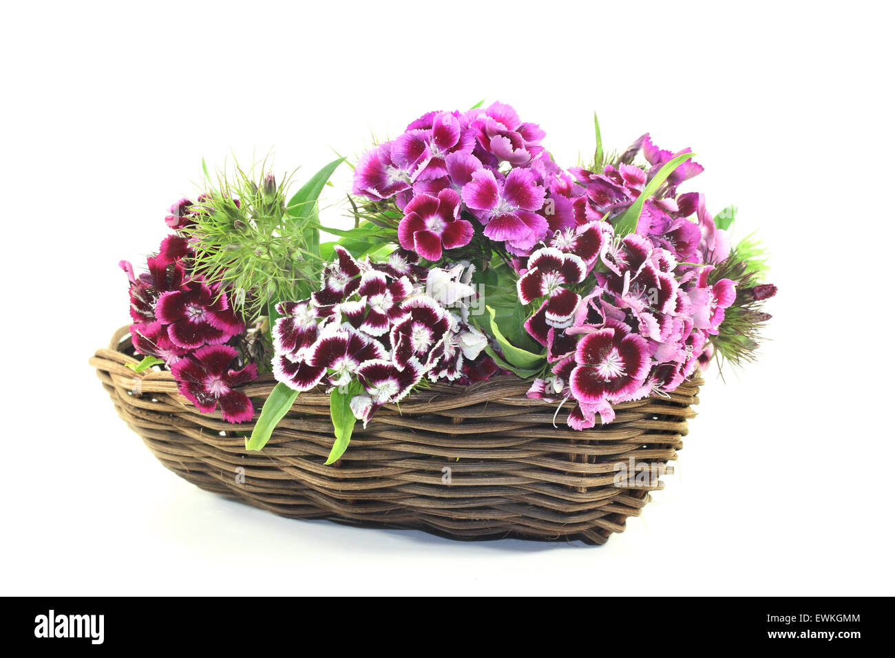 a bouquet of Sweet William on a light background Stock Photo - Alamy