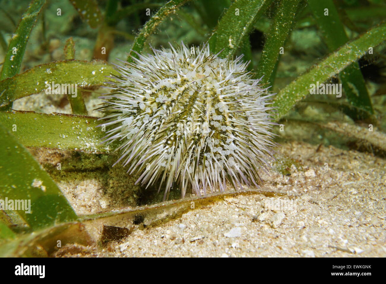 Underwater marine life, Lytechinus variegatus commonly called green sea urchin or variegated sea urchin, Caribbean sea Stock Photo