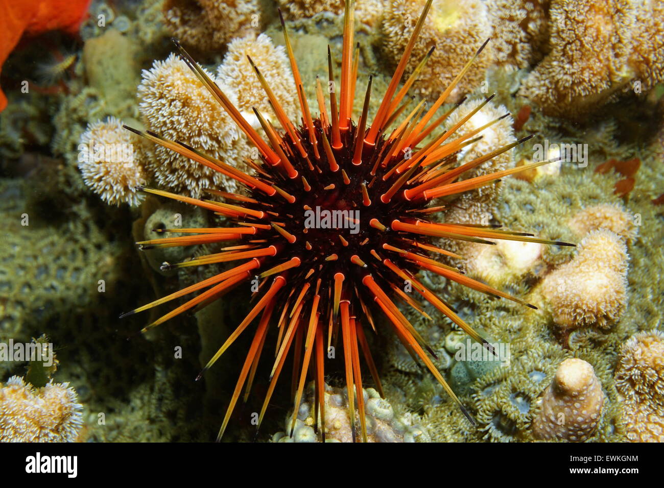 Live specimen of a reef urchin, Echinometra viridis, underwater in the Caribbean sea, Panama Stock Photo