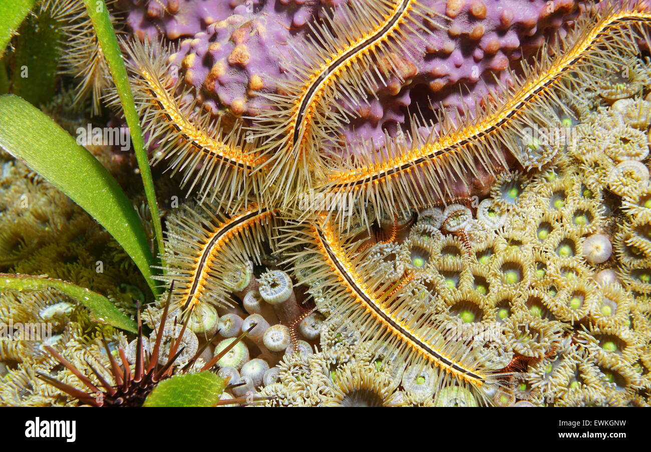 Underwater life, Ophiothrix suensoni commonly called Suenson's brittle star or sponge brittle star, Caribbean sea Stock Photo