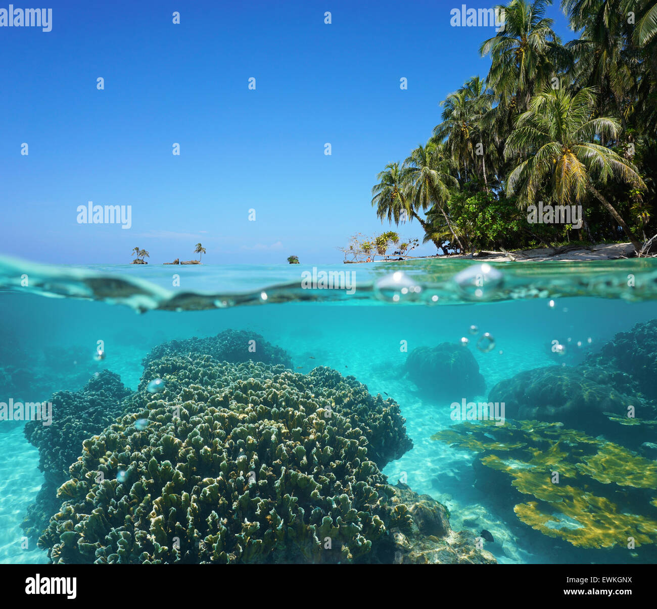 Split image over and under sea surface with coconut trees on tropical shore above waterline and corals underwater, Caribbean Stock Photo