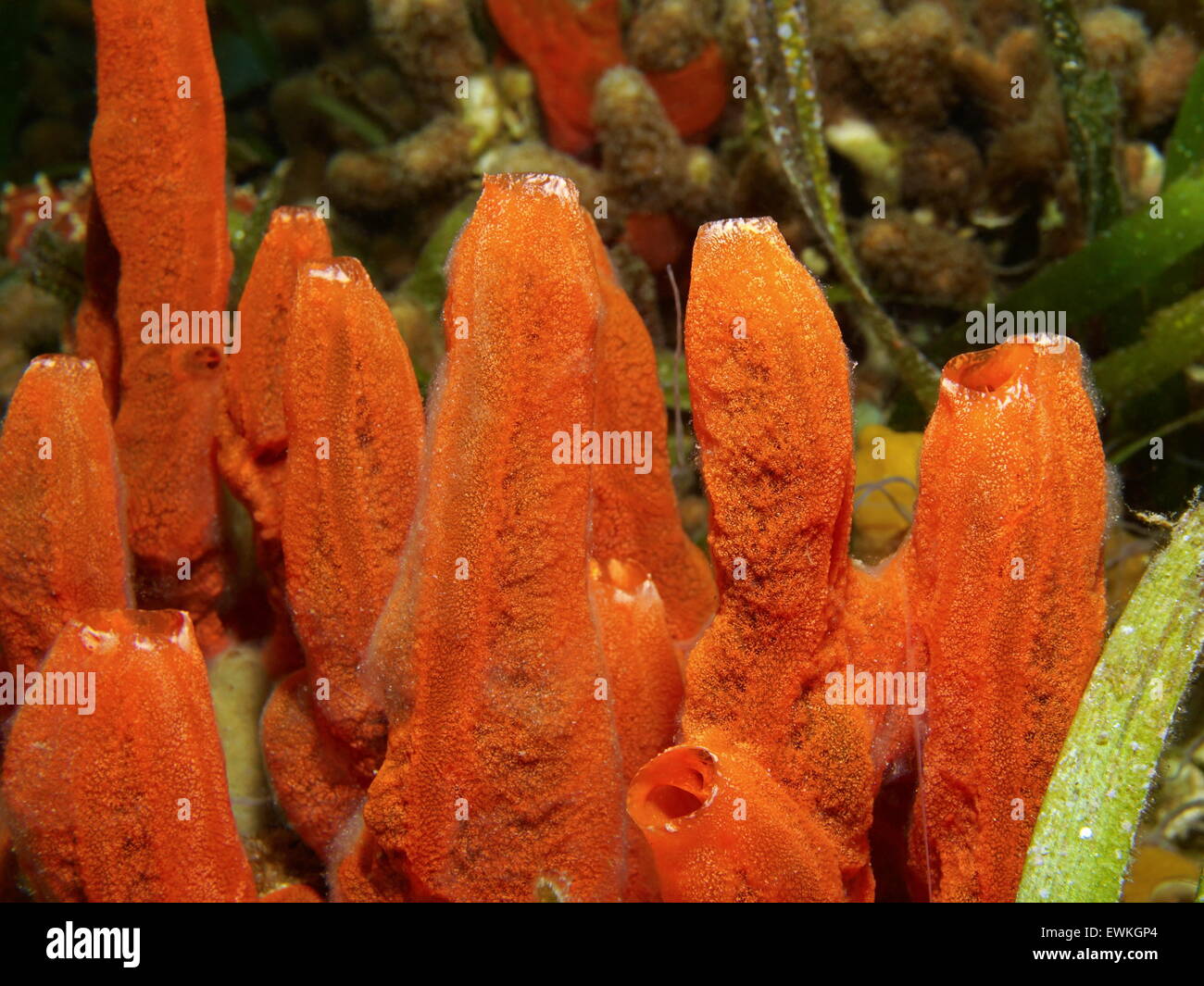 Underwater marine life, fire sponge, Tedania ignis, Caribbean sea, Panama Stock Photo