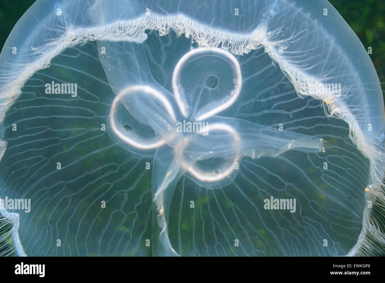 Translucent underwater creature, closeup of a moon jellyfish, Aurelia aurita, Caribbean sea Stock Photo