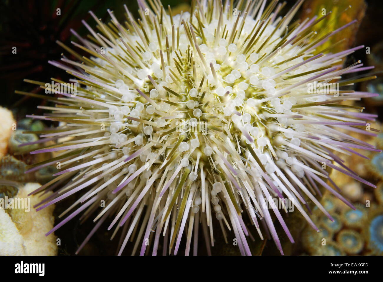 Underwater marine life, closeup of a green sea urchin, Lytechinus variegatus, Caribbean sea Stock Photo