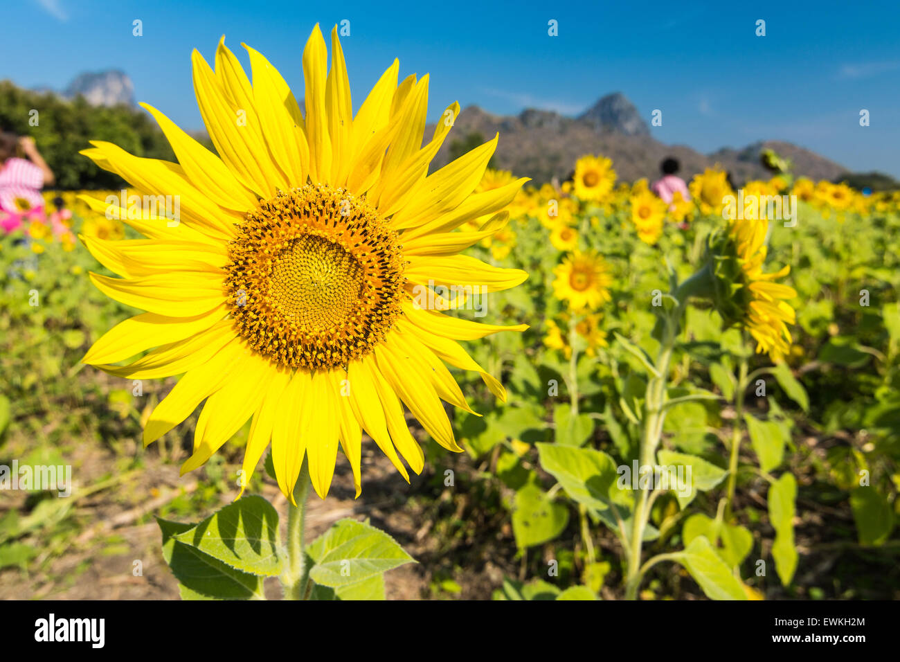 Beautiful landscape with sunflower field over blue sky Stock Photo