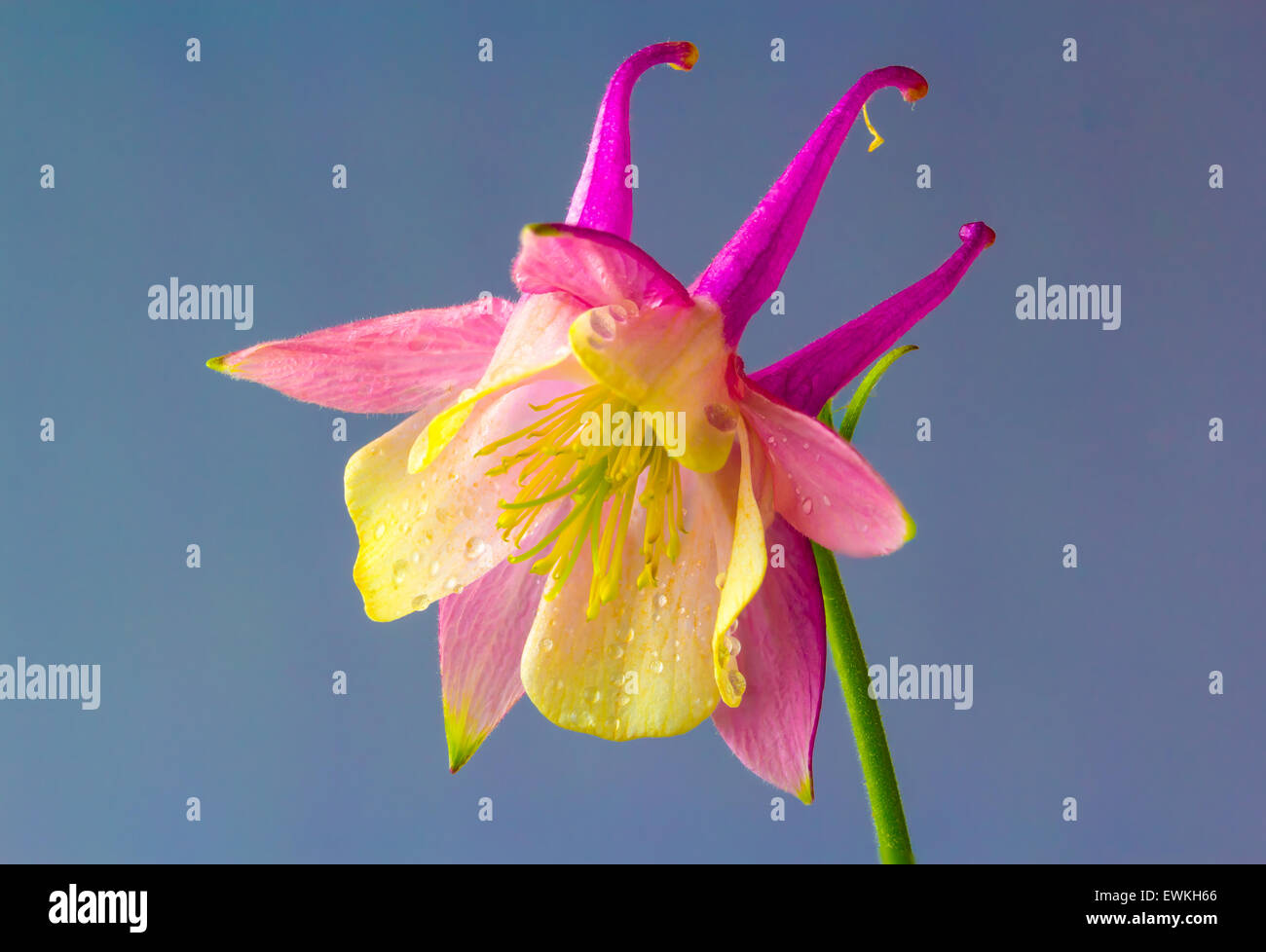 Aquilegia vulgaris European Columbine, Common Columbine or Granny. Flower close on a blue background Stock Photo