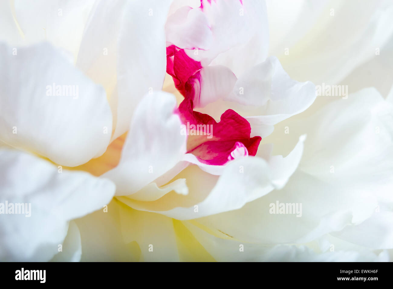 Petals white peony with red closeup Stock Photo