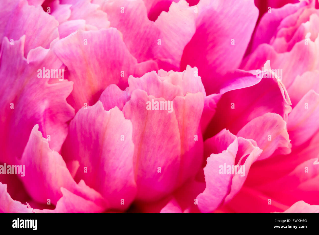 Peony petals closeup Stock Photo