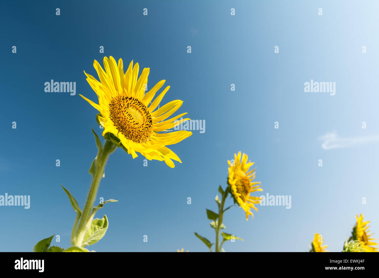 Beautiful landscape with sunflower field over blue sky Stock Photo