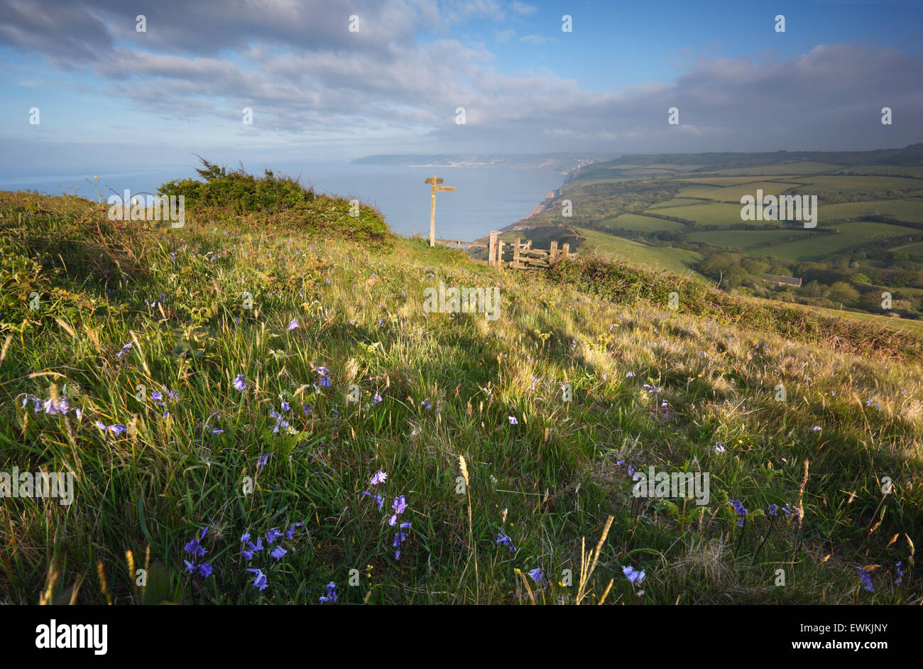 Bluebells on the slopes of Golden Cap. Jurassic Coast World Heritage Site. Dorset. UK. Stock Photo