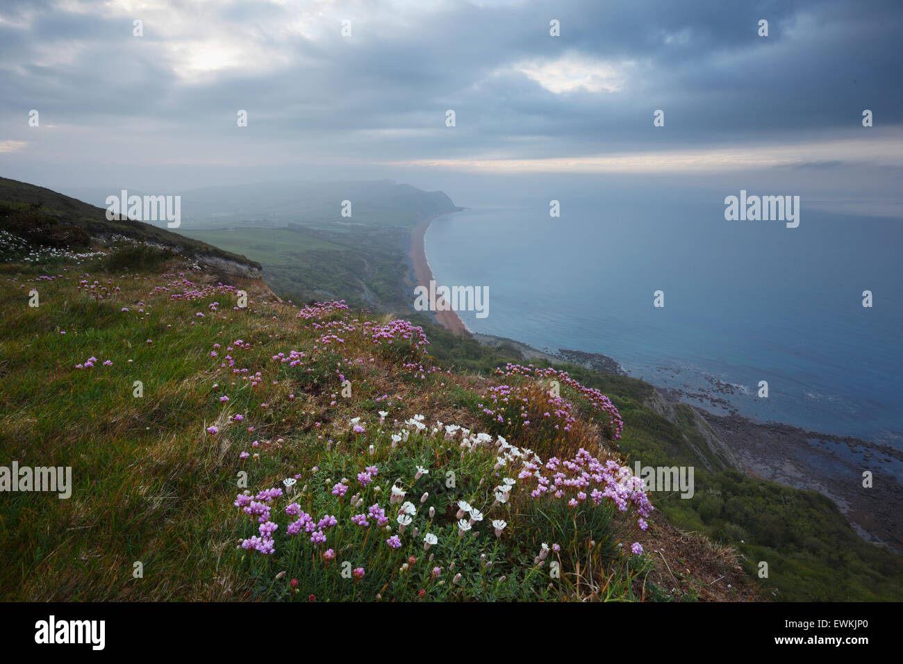 Spring wildflowers on Golden Cap. Jurassic Coast World Heritage Site. Dorset. UK. Sea Campion, silene maritima (white) and Thrif Stock Photo