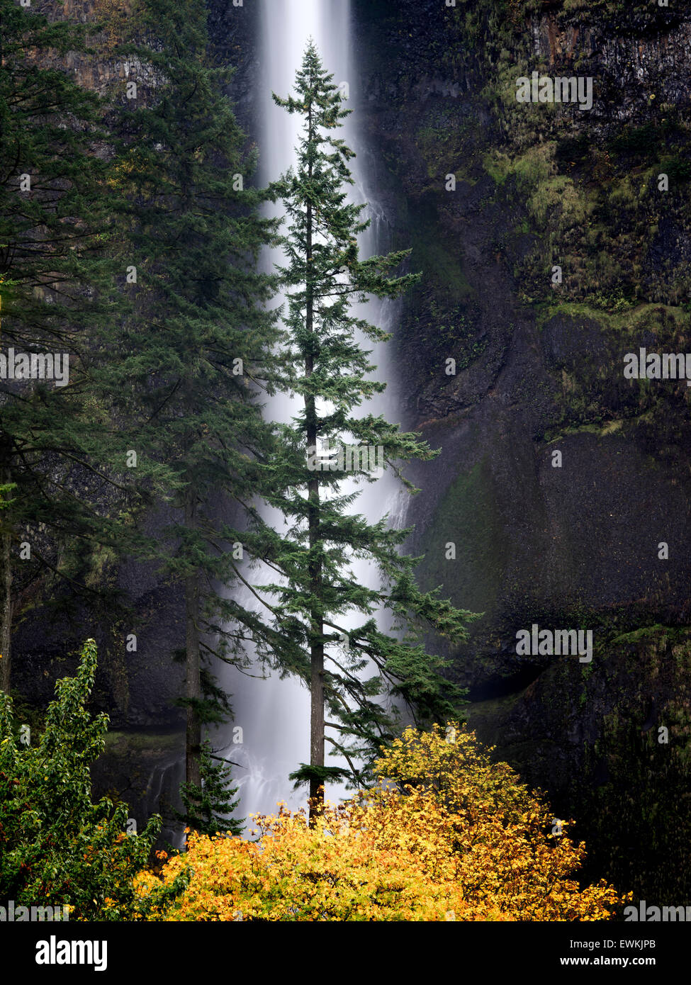 Multnomah Falls with lone tree and fall color. Columbia River Gorge National Scenic Area, Oregon Stock Photo