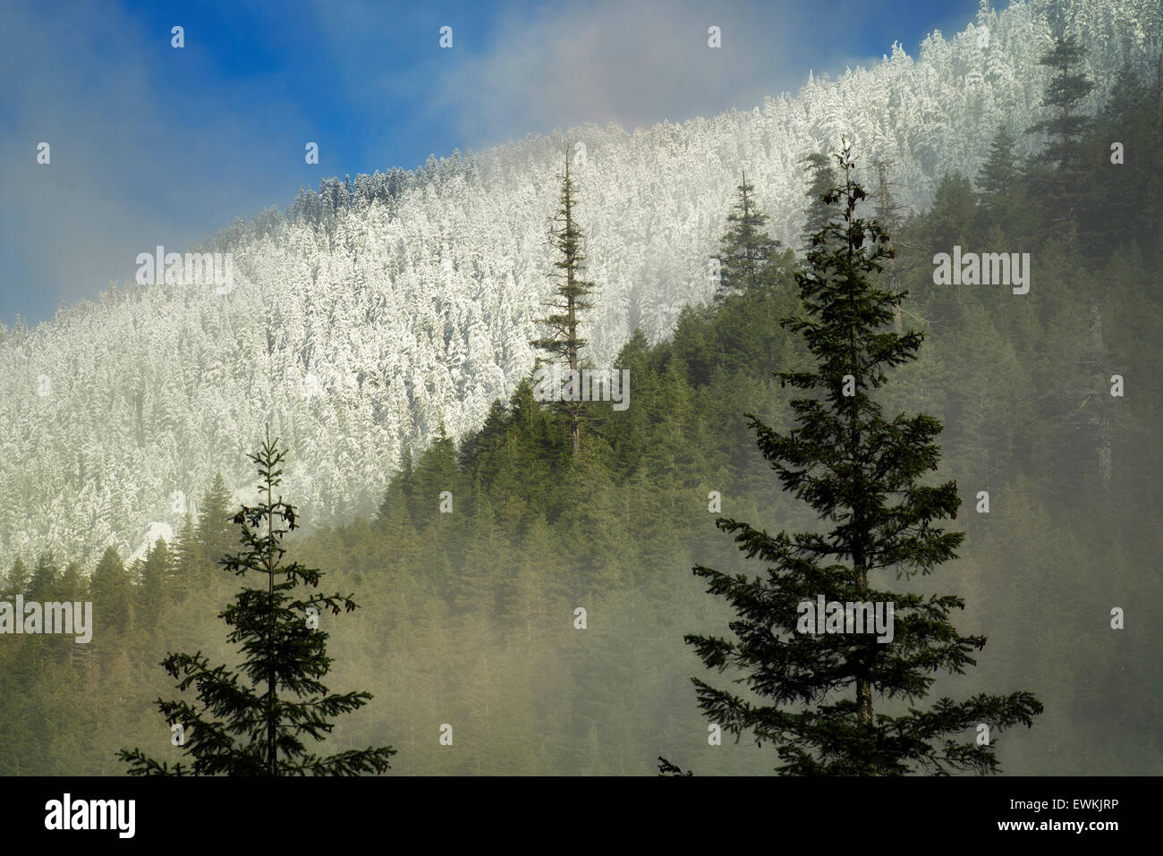 First snow in mountains near Opal Creek. Oregon Cascade Mountains. Stock Photo