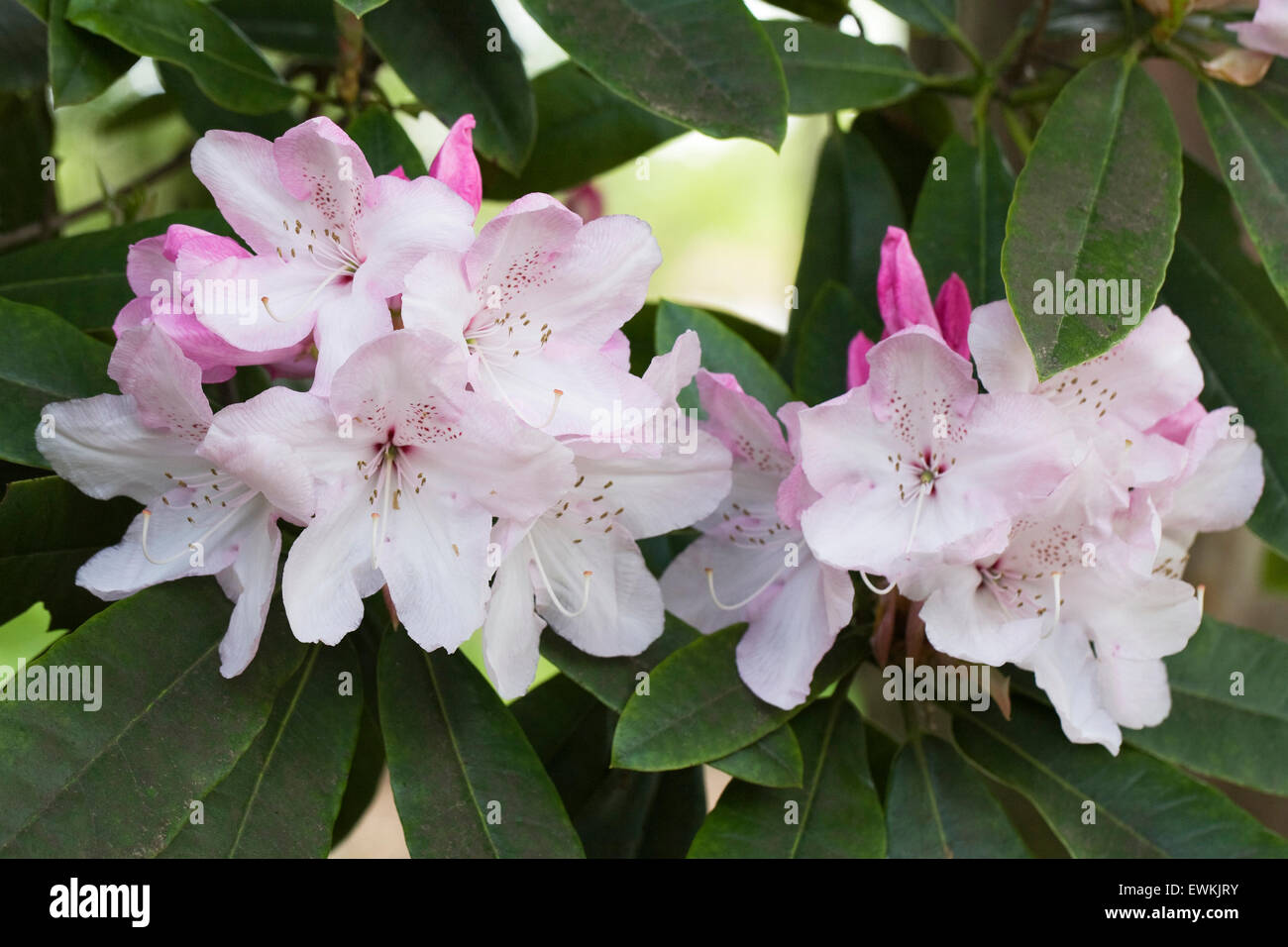 Rhododendron 'Halopeanum'. Stock Photo