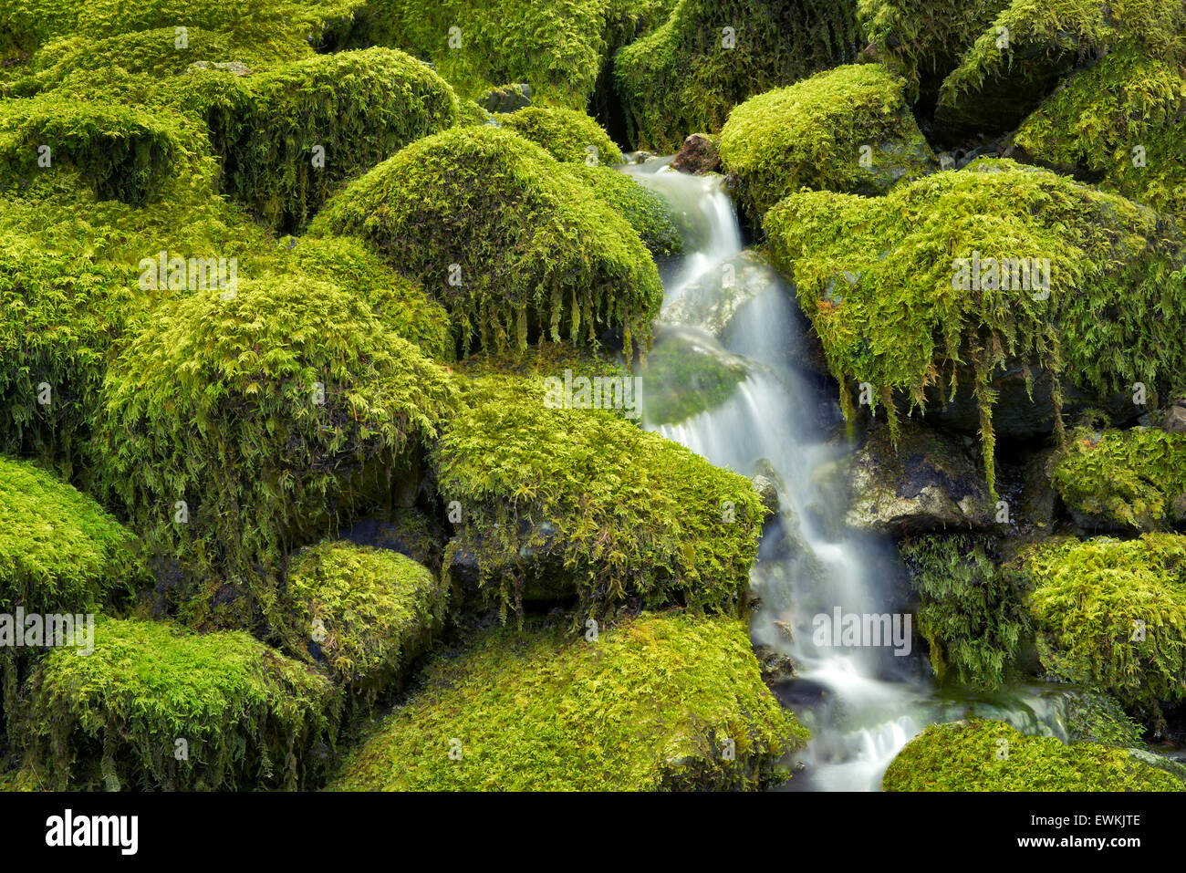 Moss covered rocks and stream. Opal Creek Wilderness, Oregon Stock Photo