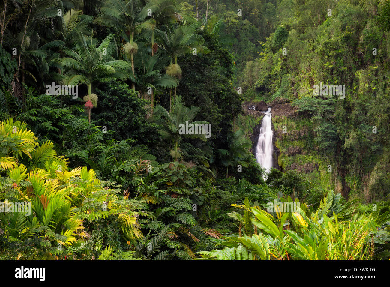 Akaka Falls. Akaka Falls State Park. Hawaii, The Big Island Stock Photo