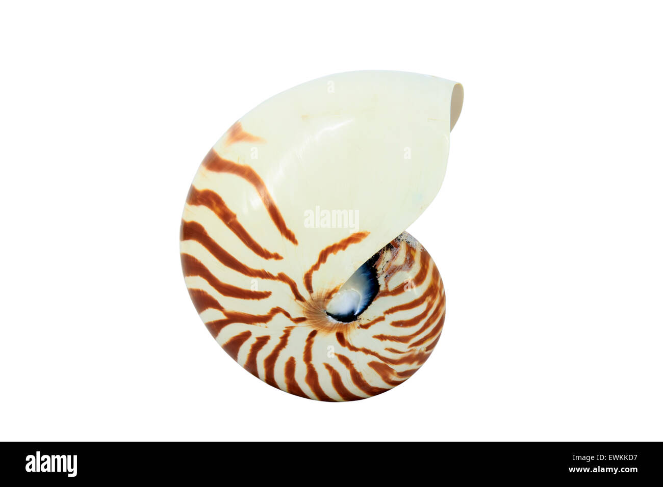 Nautilus Stock Photo