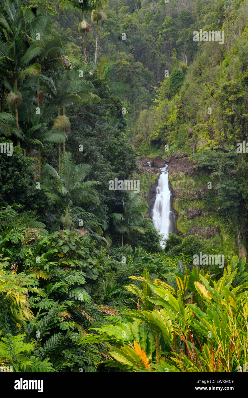 Akaka Falls. Akaka Falls State Park. Hawaii, The Big Island Stock Photo Alamy
