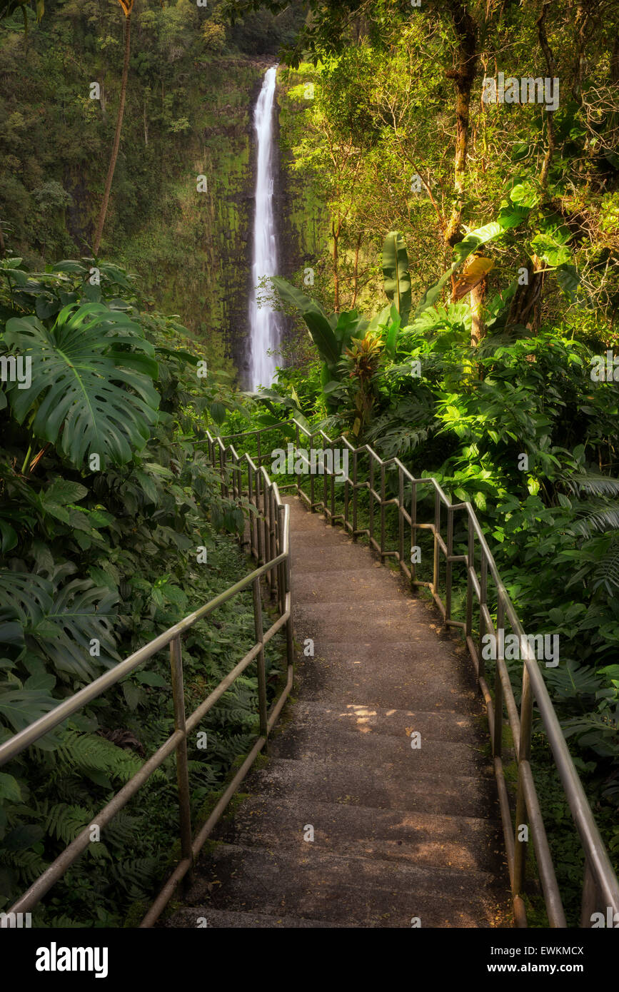 Pathway to Akaka Falls. Akaka Falls State Park. Hawaii, The Big Island Stock Photo