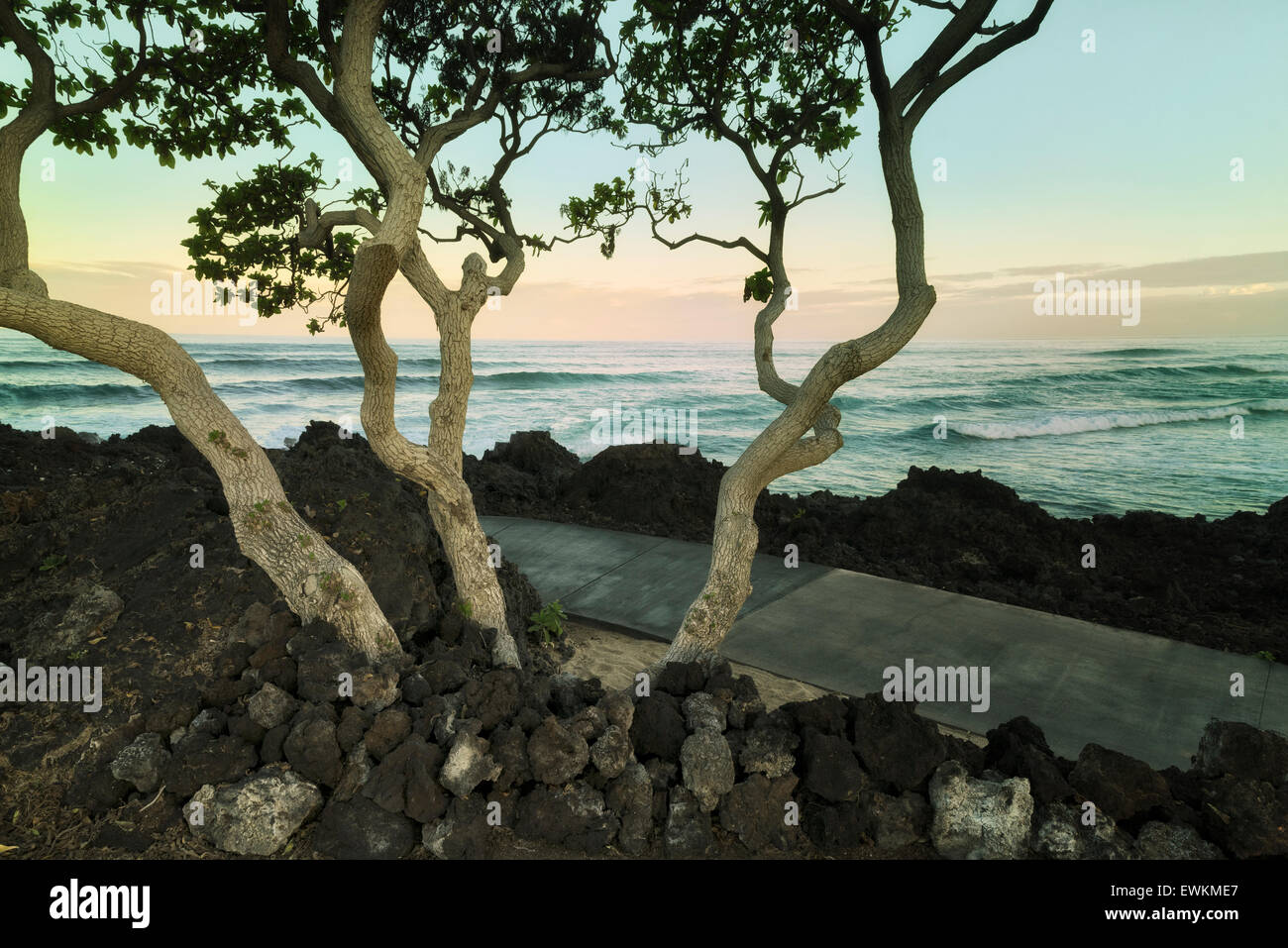 Heliotrope trees with ocean. The Big Island, Hawaii. Stock Photo