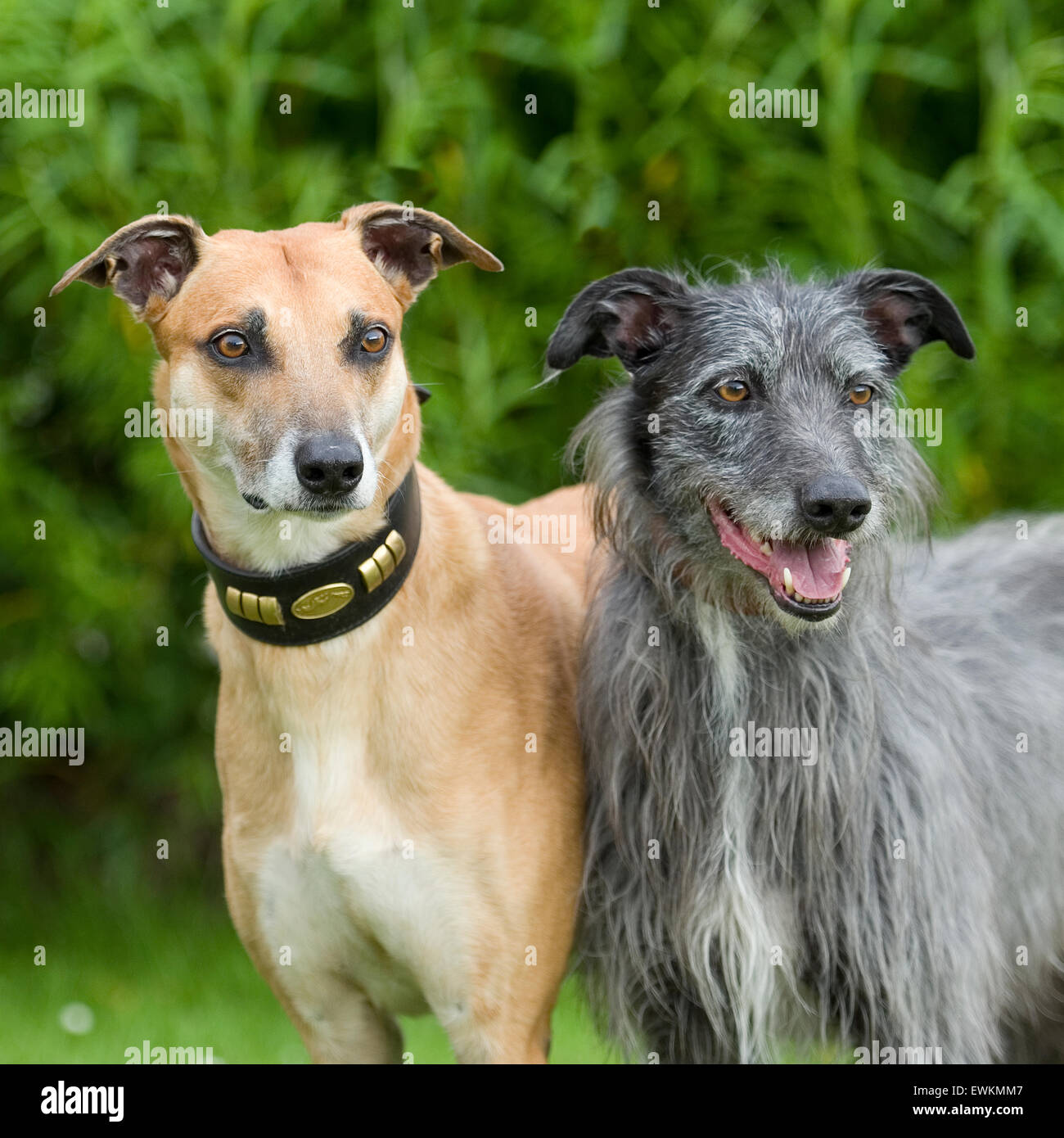 Working Lurcher High Resolution Stock Photography and Images - Alamy