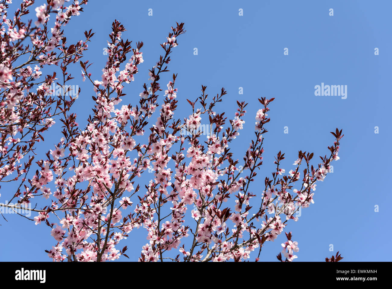 Pink Sakura Cherry Tree Flowers In Spring Stock Photo - Alamy