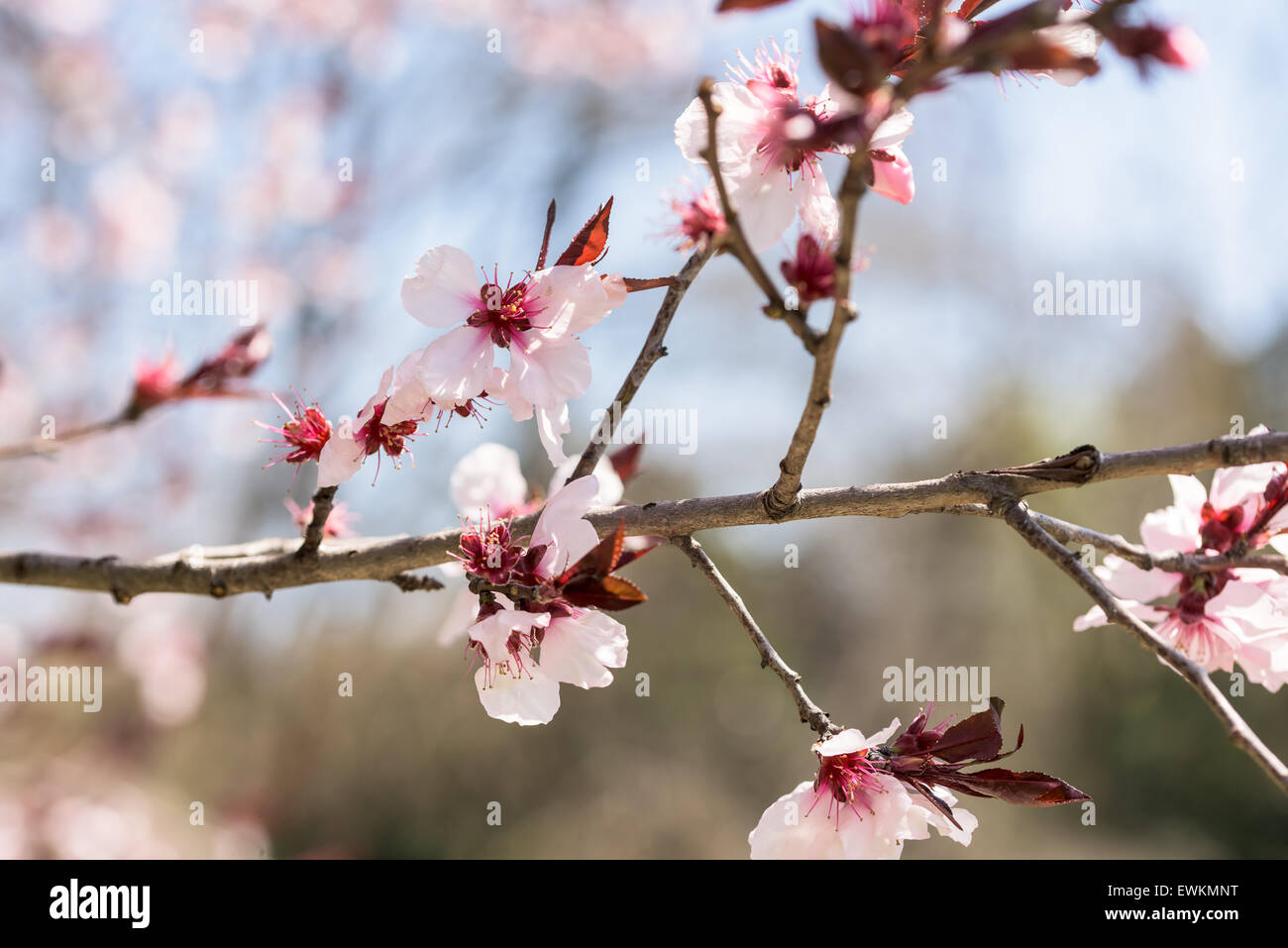 Pink Sakura Cherry Tree Flowers In Spring Stock Photo - Alamy