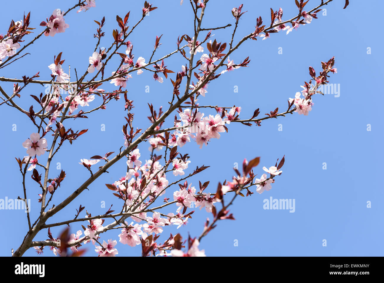 Pink Sakura Cherry Tree Flowers In Spring Stock Photo - Alamy