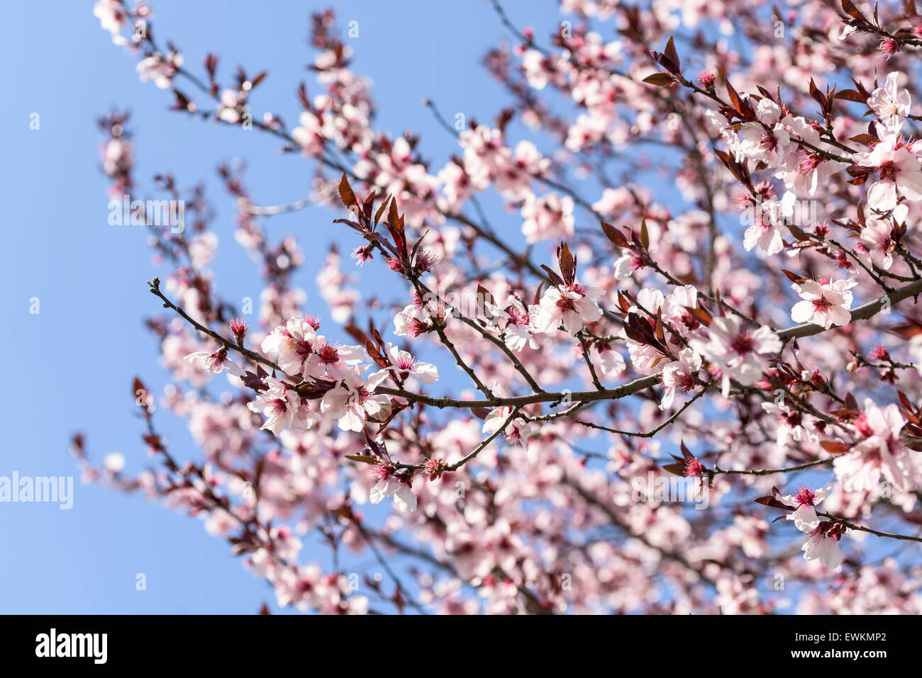 Pink Sakura Cherry Tree Flowers In Spring Stock Photo - Alamy
