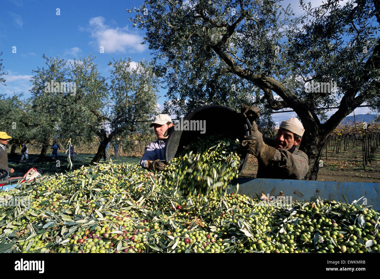 italy, puglia, olive harvest farmer Stock Photo Alamy
