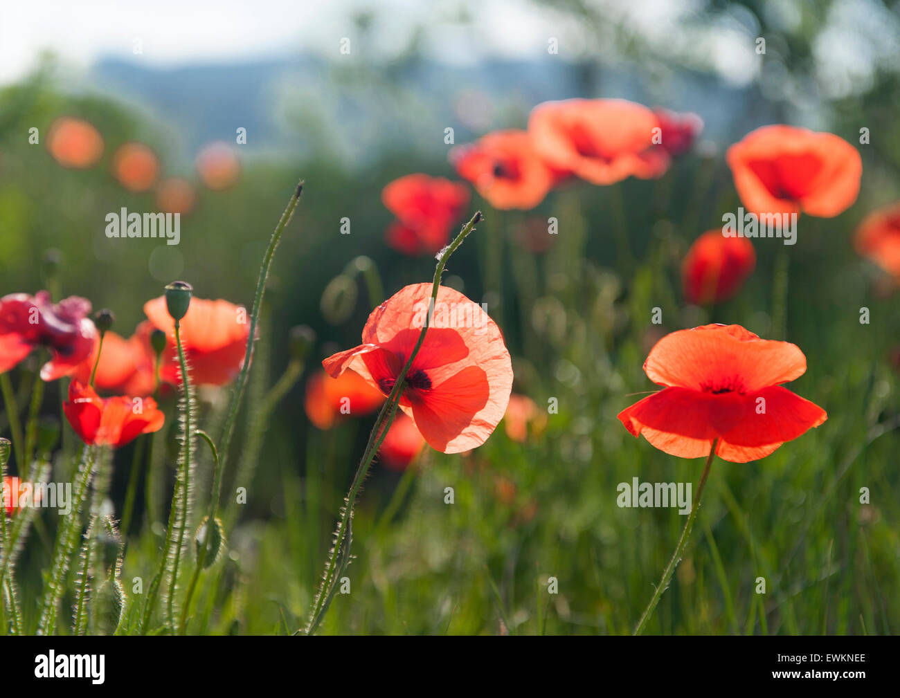 Red poppies blossoming on a field in Aude, Languedoc, southern France Stock Photo