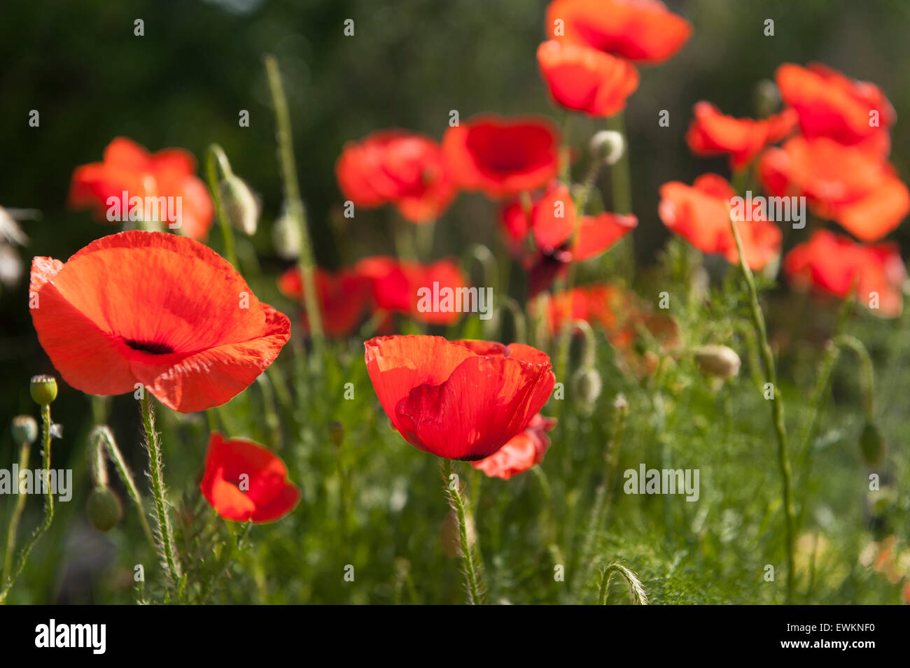 Poppies landscape hi-res stock photography and images - Alamy