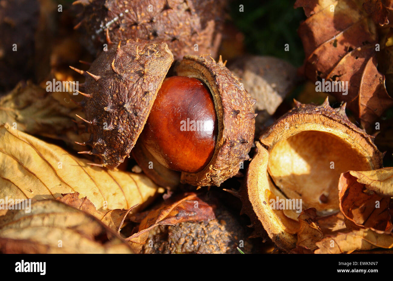 Close up of a Horse Chestnut seed hatching from its prickly shell Stock Photo