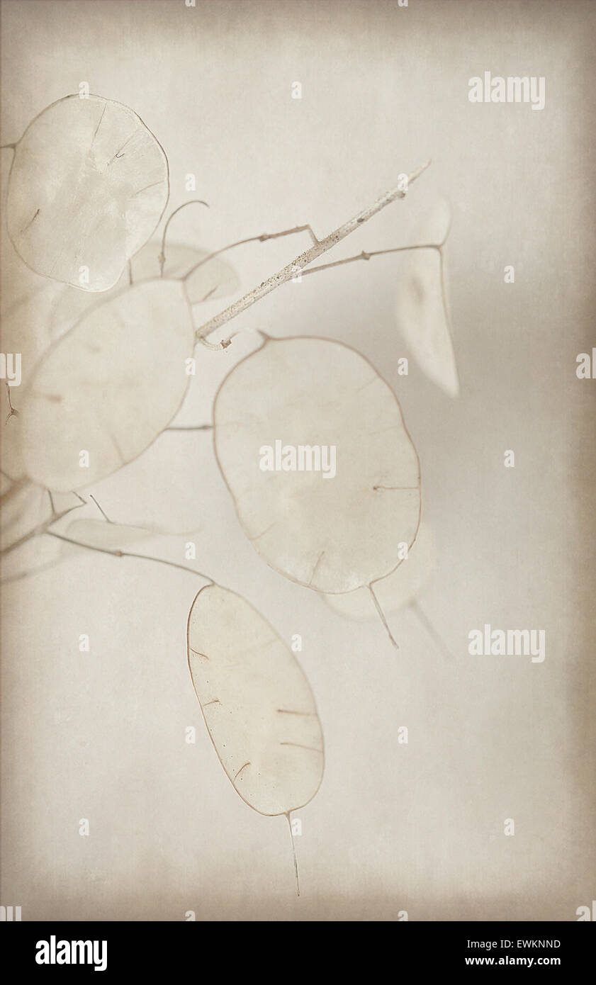 Amazing Honesty Seeds Picture Collection Amazing Honesty Seeds Picture Collection