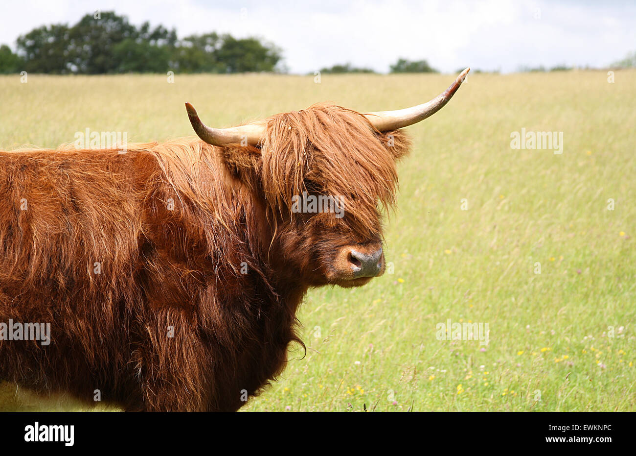 Highland cow standing in a flower meadow in summer Stock Photo - Alamy