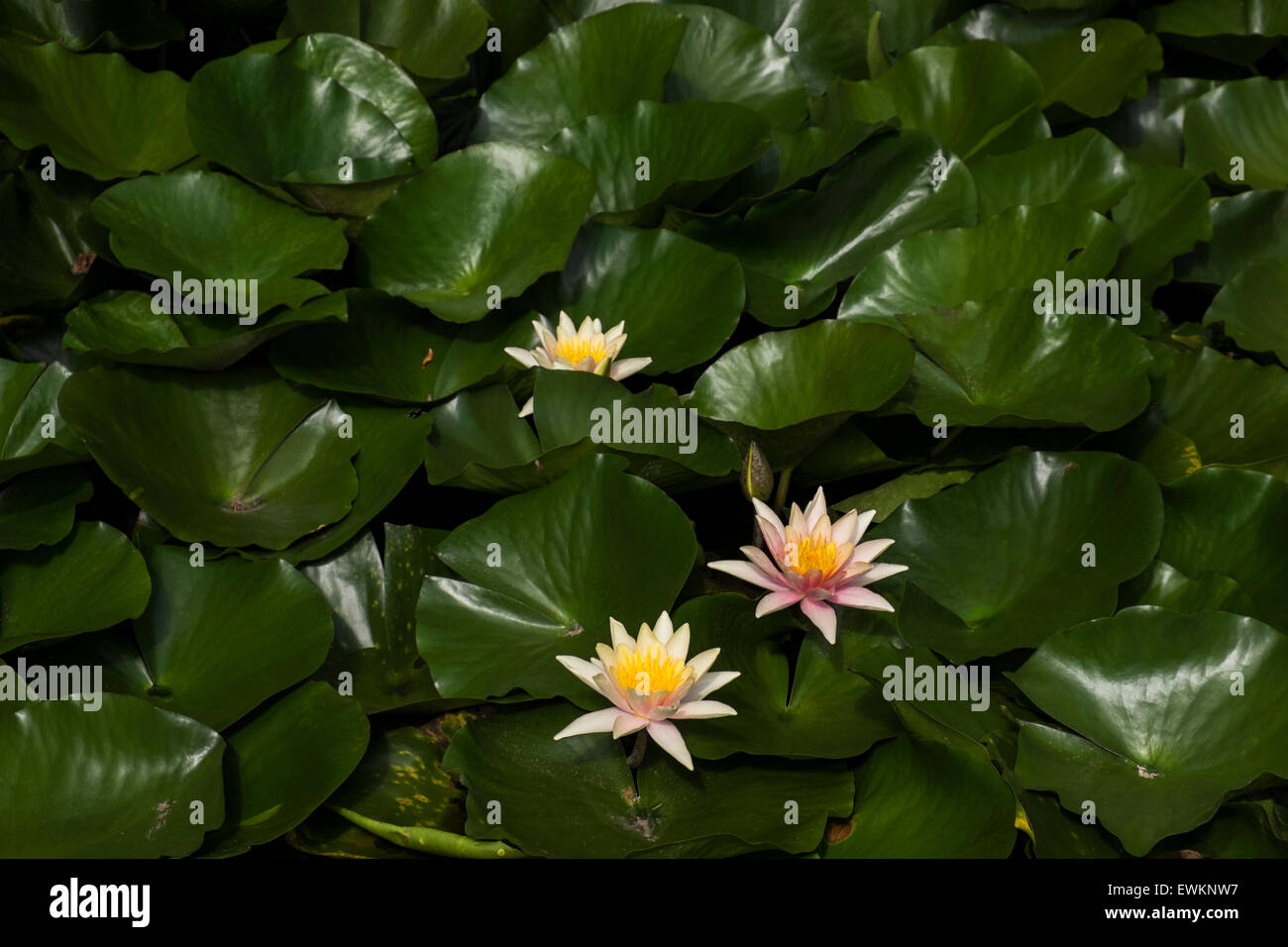Water lilies in the Hamilton Gardens in New Zealand Stock Photo Alamy