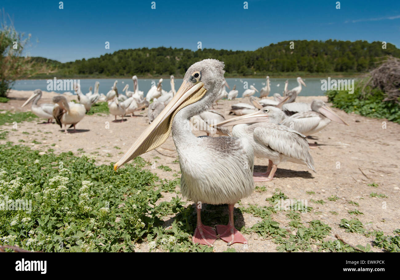 French Pelicans at the Réserve Africaine de Sigean near Sigean, Languedoc, southern France Stock Photo
