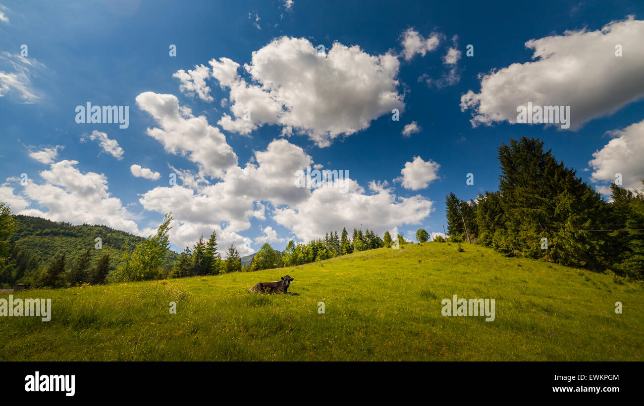 Cow on mountain pasture hi-res stock photography and images - Alamy