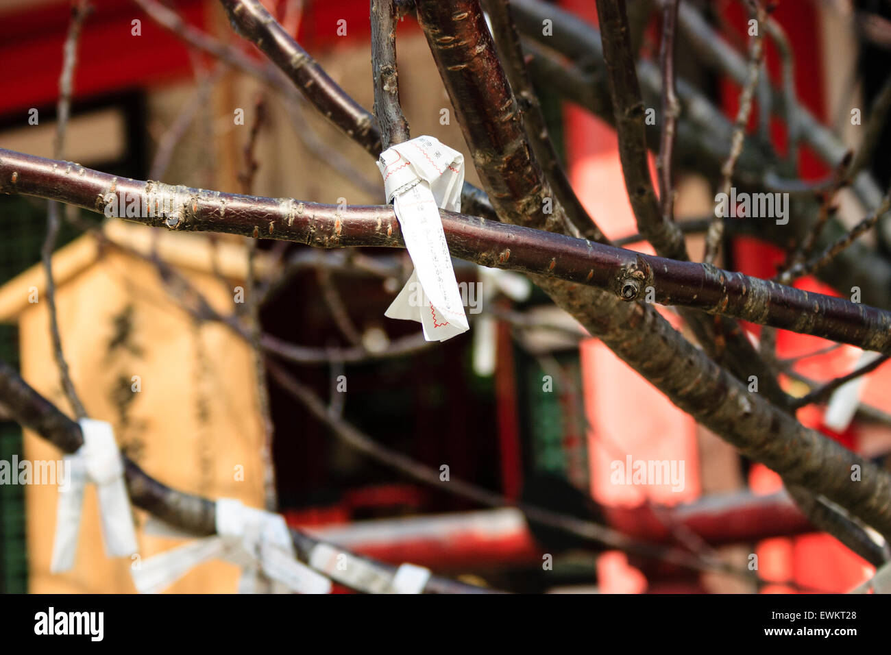 Close up of bad luck Omikuji fortune paper slips tied to twigs and small branches of a tree at the Ikuta Shinto Shrine in Kobe. Stock Photo