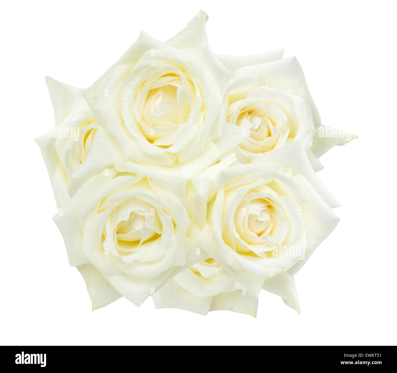 white roses isolated on the white background. Stock Photo