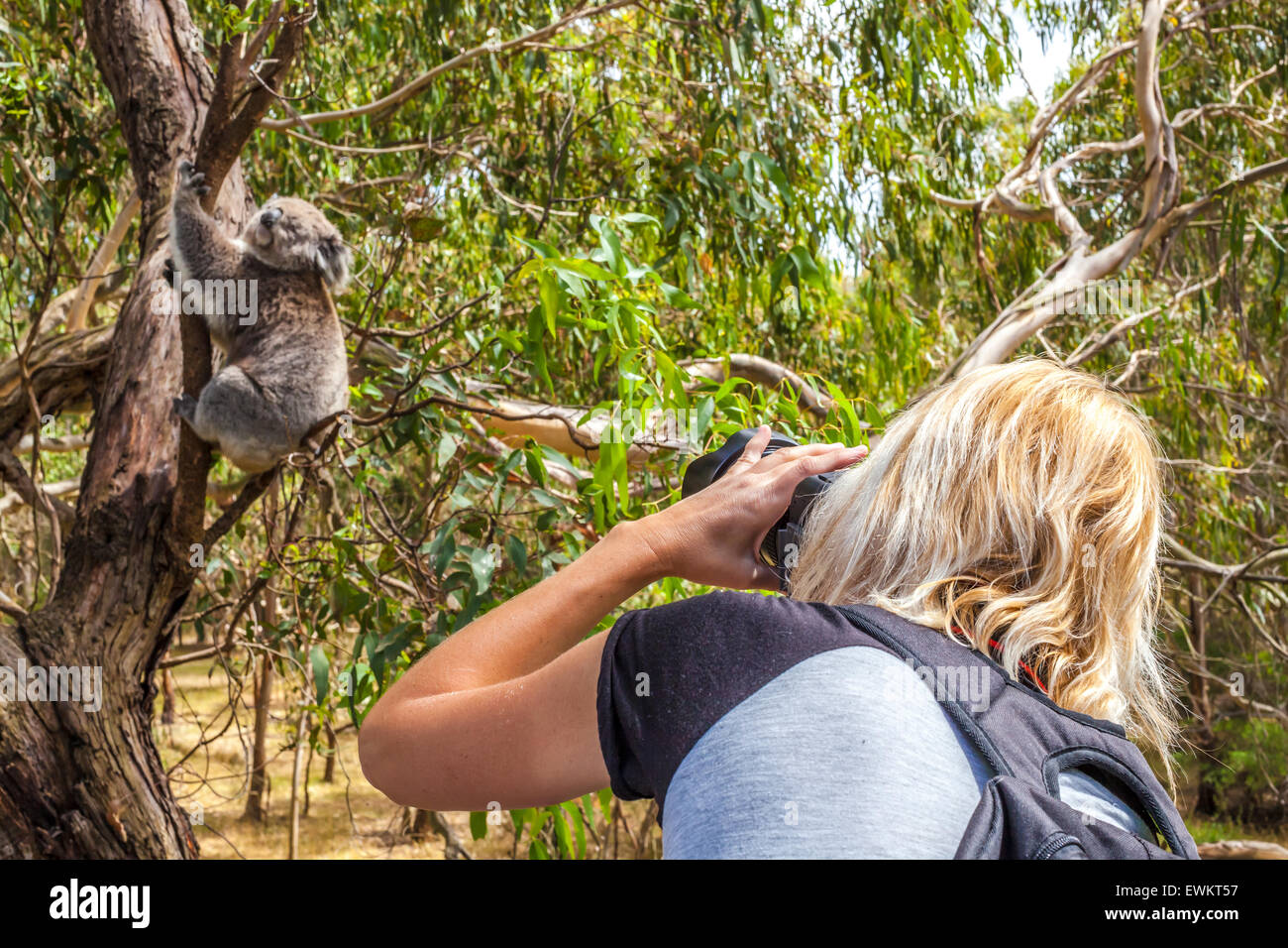 Pictures of australia wildlife hi-res stock photography and images - Alamy
