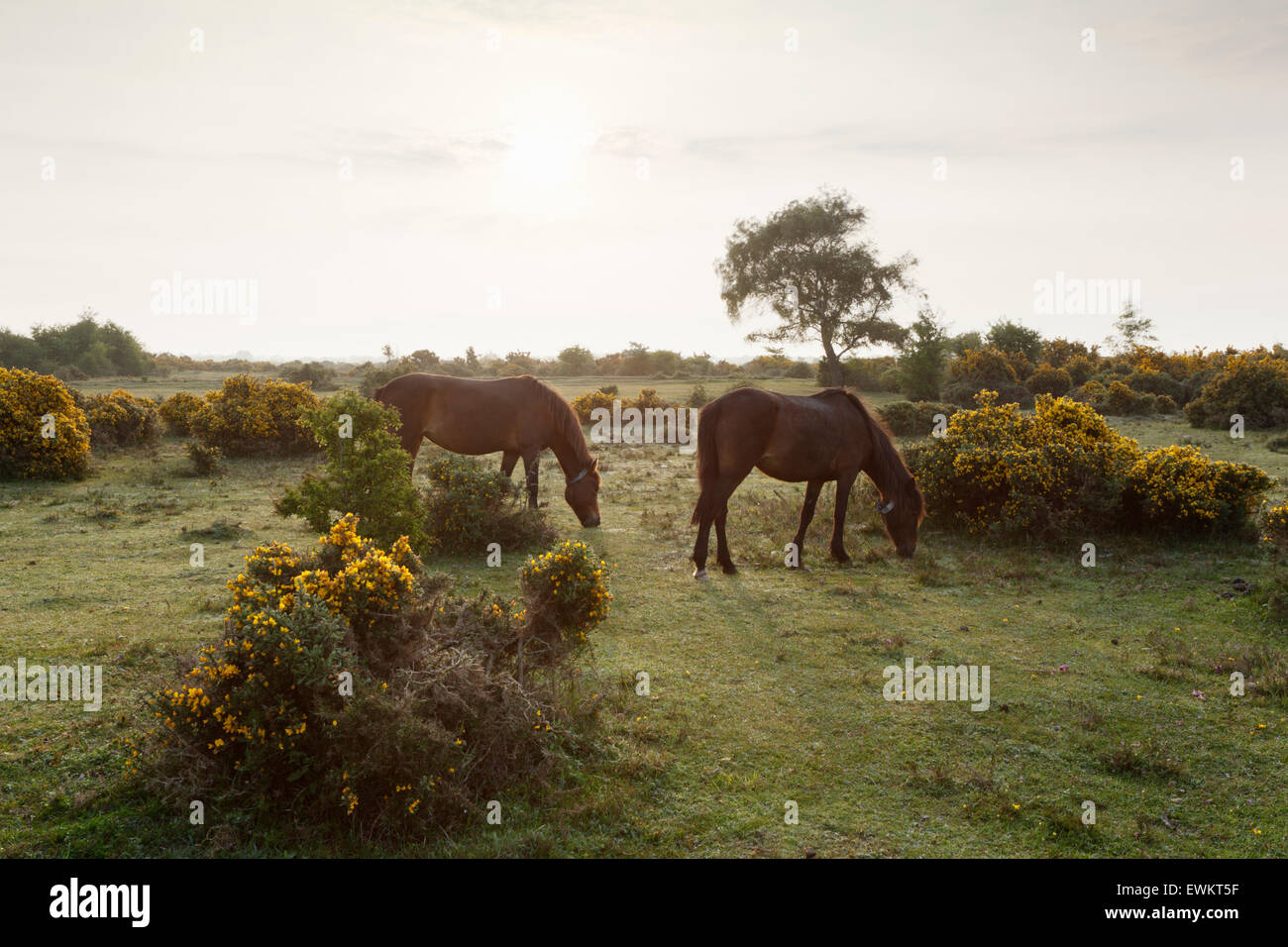 New Forest Ponies on Beaulieu Heath. New Forest National Park. Hampshire. UK. Stock Photo