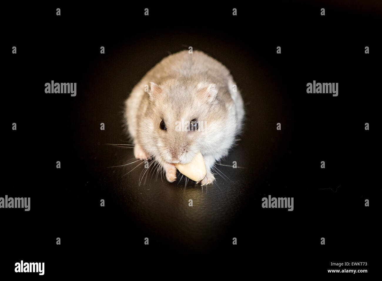 Hamster eating Stock Photo